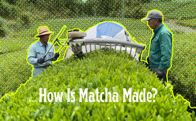 Japanese tea farmers harvesting shade-grown tencha leaves using a mechanical harvester in a matcha tea field in Japan.
