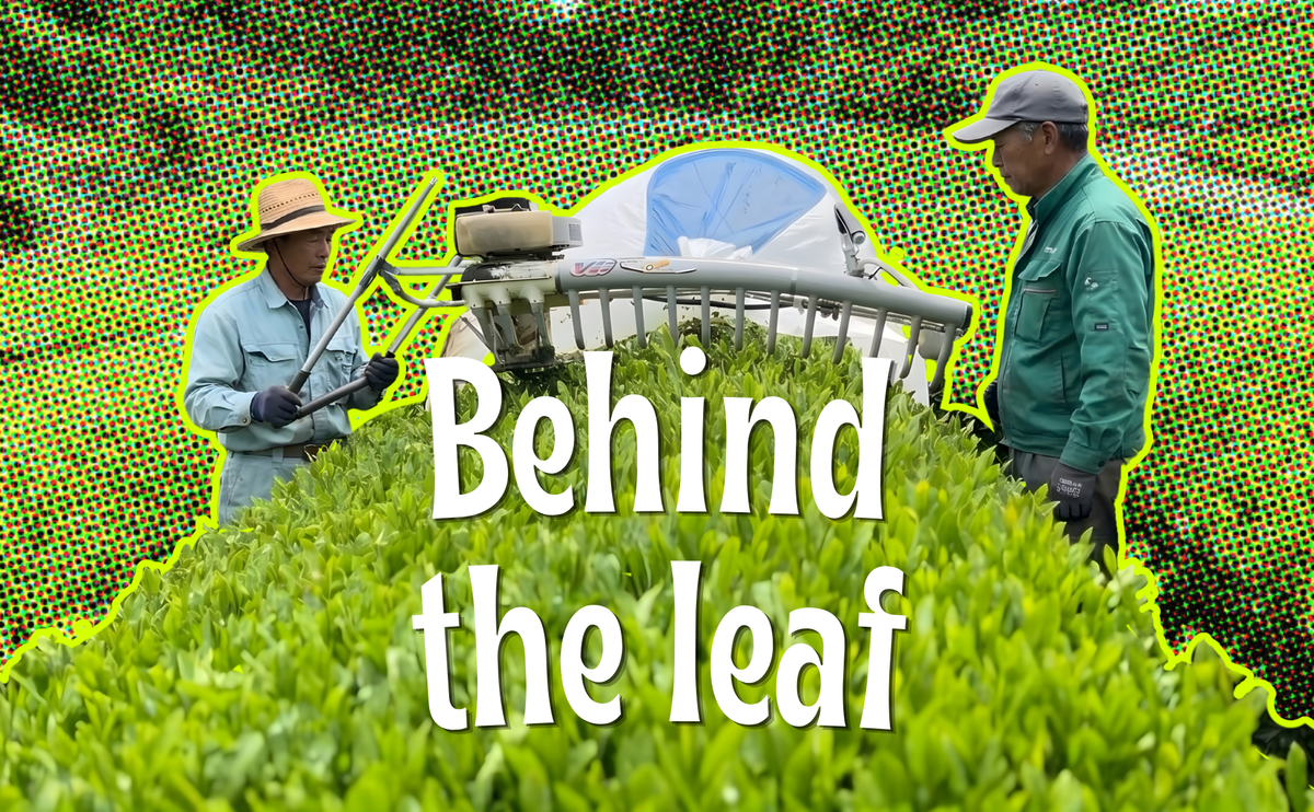 How Is Matcha Made? From Tea Plant to Powder