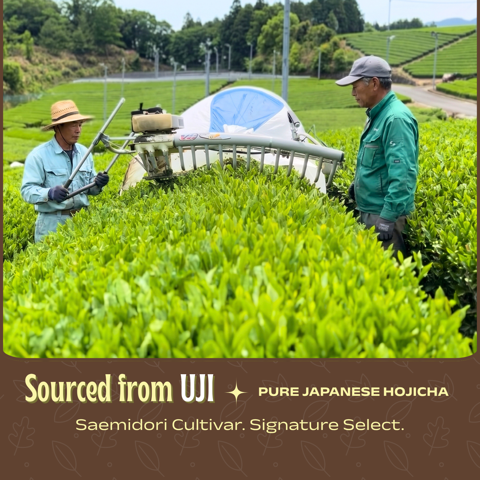 Hojicha- Signature Select